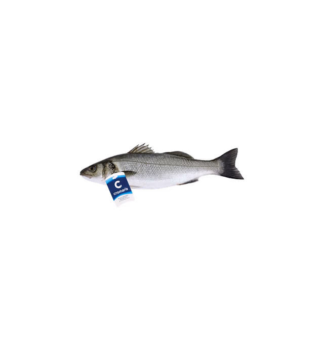 Sea bass